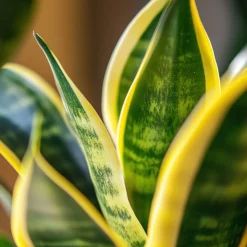 PLANT IN A BOX - Langue de belle-mère - set de 3 - sansevieria 'superba' - h35-40cm - ⌀12cm