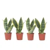 PLANT IN A BOX - Langue de belle-mère - set de 4 - sansevieria 'superba' - h35-40cm - ⌀12cm