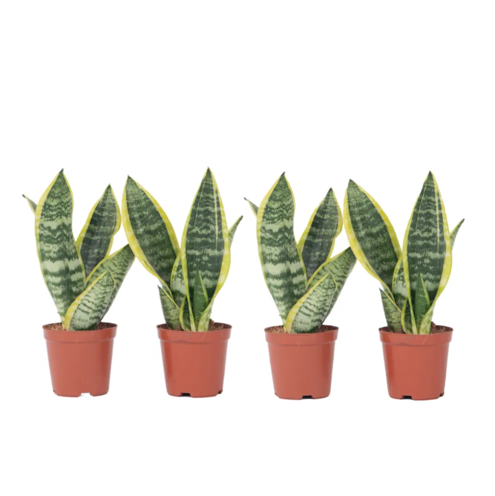 PLANT IN A BOX - Langue de belle-mère - set de 4 - sansevieria 'superba' - h35-40cm - ⌀12cm