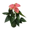 PLANT IN A BOX - Langue de feu - anthurium 'sweet dream' - hauteur 35-45cm - ø12cm