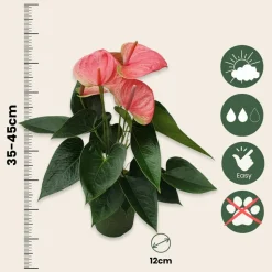 PLANT IN A BOX - Langue de feu - anthurium 'sweet dream' - hauteur 35-45cm - ø12cm