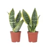 PLANT IN A BOX - Langue de belle-mère - set de 2 - sansevieria futura superba - h35-40cm - ⌀12cm