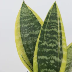 PLANT IN A BOX - Langue de belle-mère - set de 2 - sansevieria futura superba - h35-40cm - ⌀12cm