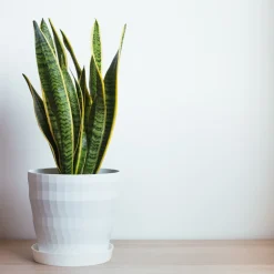 PLANT IN A BOX - Langue de belle-mère - sansevieria trifasciata laurentii - h65-75cm - ⌀21cm