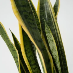 PLANT IN A BOX - Langue de belle-mère - sansevieria trifasciata laurentii - h65-75cm - ⌀21cm