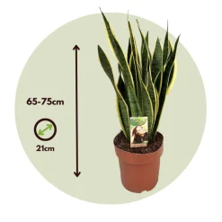 PLANT IN A BOX - Langue de belle-mère - sansevieria trifasciata laurentii - h65-75cm - ⌀21cm