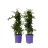 PLANT IN A BOX - Lilas de californie - set de 2 - ceanothus repens - h60-70cm - ⌀17cm