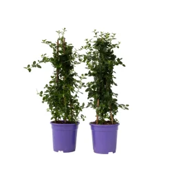 PLANT IN A BOX - Lilas de californie - set de 2 - ceanothus repens - h60-70cm - ⌀17cm