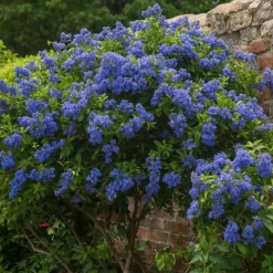 PLANT IN A BOX - Lilas de californie - set de 2 - ceanothus repens - h60-70cm - ⌀17cm