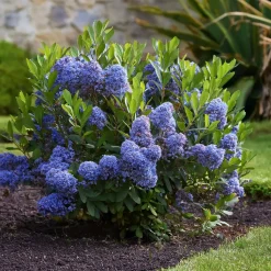 PLANT IN A BOX - Lilas de californie - set de 2 - ceanothus repens - h60-70cm - ⌀17cm