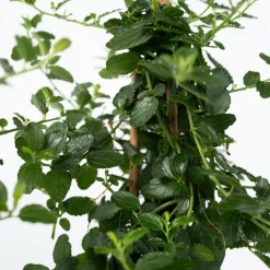 PLANT IN A BOX - Lilas de californie - set de 2 - ceanothus repens - h60-70cm - ⌀17cm