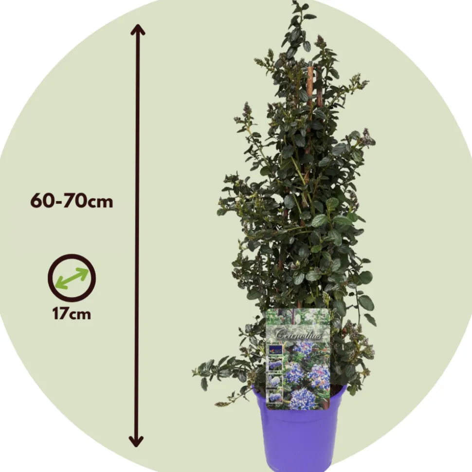 PLANT IN A BOX - Lilas de californie - set de 2 - ceanothus repens - h60-70cm - ⌀17cm