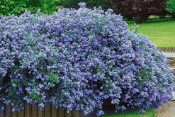 PLANT IN A BOX - Lilas de californie - set de 2 - ceanothus repens - h60-70cm - ⌀17cm