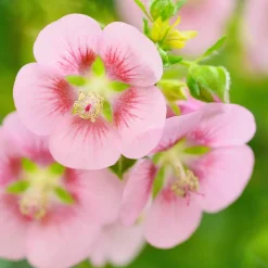 PLANT IN A BOX - Mauve du cap - set de 6 - anisodontea capensis 'el rayo' - h25-40cm - ⌀9cm