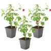 PLANT IN A BOX - Mauve du cap - set de 3 - anisodontea capensis 'el rayo' - h25-40cm - ⌀9cm