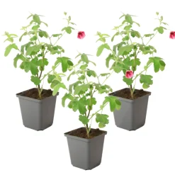 PLANT IN A BOX - Mauve du cap - set de 3 - anisodontea capensis 'el rayo' - h25-40cm - ⌀9cm