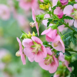 PLANT IN A BOX - Mauve du cap - set de 3 - anisodontea capensis 'el rayo' - h25-40cm - ⌀9cm