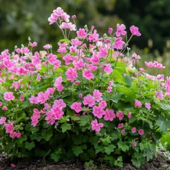 PLANT IN A BOX - Mauve du cap - set de 3 - anisodontea capensis 'el rayo' - h25-40cm - ⌀9cm