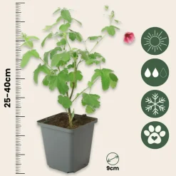 PLANT IN A BOX - Mauve du cap - set de 3 - anisodontea capensis 'el rayo' - h25-40cm - ⌀9cm