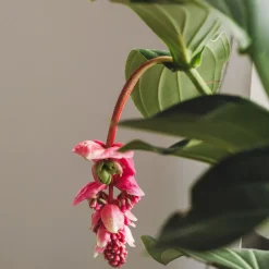 PLANT IN A BOX - Medinille magnifique - medinilla magnifica - hauteur 55-60cm - ⌀17cm