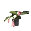 PLANT IN A BOX - Medinille magnifique - medinilla magnifica - hauteur 40-50cm - ⌀17cm