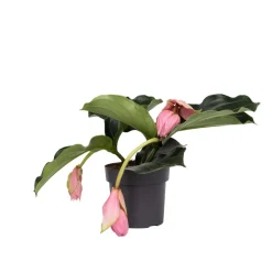 PLANT IN A BOX - Medinille magnifique - medinilla magnifica - hauteur 40-50cm - ⌀17cm