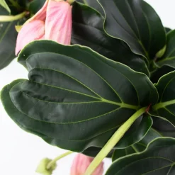 PLANT IN A BOX - Medinille magnifique - medinilla magnifica - hauteur 40-50cm - ⌀17cm