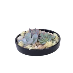 PLANT IN A BOX - Mélange de jardin noir - echeveria lilacina - hauteur 8cm