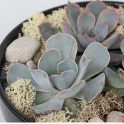 PLANT IN A BOX - Mélange de jardin noir - echeveria lilacina - hauteur 8cm