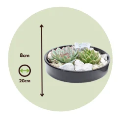 PLANT IN A BOX - Mélange de jardin noir - echeveria lilacina - hauteur 8cm