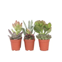 PLANT IN A BOX - Mélange de petites succulentes - set de 6 - succulent mix - h5-10cm - ⌀5,5cm