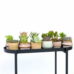 PLANT IN A BOX - Mélange de petites succulentes - set de 6 - succulent mix - h5-10cm - ⌀5,5cm