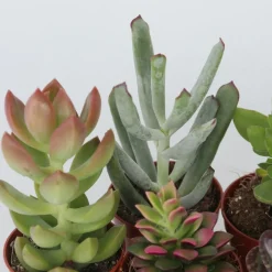 PLANT IN A BOX - Mélange de petites succulentes - set de 6 - succulent mix - h5-10cm - ⌀5,5cm