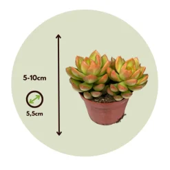 PLANT IN A BOX - Mélange de petites succulentes - set de 6 - succulent mix - h5-10cm - ⌀5,5cm