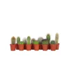 PLANT IN A BOX - Mélange de mini cactus - set de 12 - cactus - hauteur 5-10cm - ⌀5,5cm