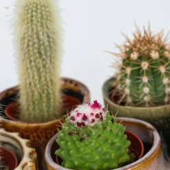 PLANT IN A BOX - Mélange de mini cactus - set de 12 - cactus - hauteur 5-10cm - ⌀5,5cm