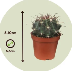 PLANT IN A BOX - Mélange de mini cactus - set de 12 - cactus - hauteur 5-10cm - ⌀5,5cm