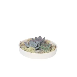 PLANT IN A BOX - Mélange de jardin blanc - echeveria lilacina - hauteur 8cm