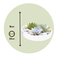 PLANT IN A BOX - Mélange de jardin blanc - echeveria lilacina - hauteur 8cm