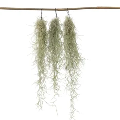 PLANT IN A BOX - Mousse espagnole - set de 3 - tillandsia usneoides - hauteur 25-40cm - ⌀5cm