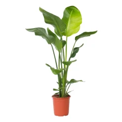 PLANT IN A BOX - Oiseau de paradis - strelitzia nicolai - hauteur 90-110cm - ⌀21cm