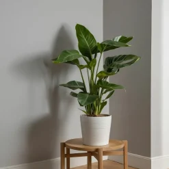 PLANT IN A BOX - Oiseau de paradis - strelitzia nicolai - hauteur 90-110cm - ⌀21cm