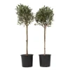 PLANT IN A BOX - Olivier - set de 2 - olea europaea - hauteur 90-100cm - ⌀21cm