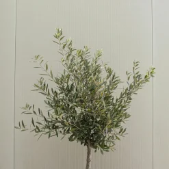 PLANT IN A BOX - Olivier - set de 2 - olea europaea - hauteur 90-100cm - ⌀21cm