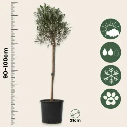 PLANT IN A BOX - Olivier - set de 2 - olea europaea - hauteur 90-100cm - ⌀21cm