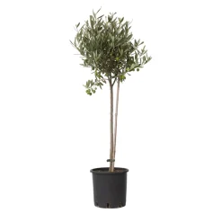 PLANT IN A BOX - Olivier - olea europaea - hauteur 80-90cm - ⌀19cm
