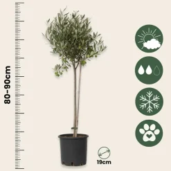 PLANT IN A BOX - Olivier - olea europaea - hauteur 80-90cm - ⌀19cm