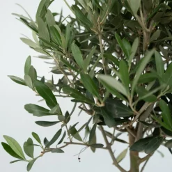 PLANT IN A BOX - Olivier - set de 2 - olea europaea - hauteur 90-100cm - ⌀21cm