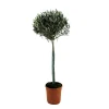 PLANT IN A BOX - Olivier - olea europaea - hauteur 155-170cm - ⌀27cm