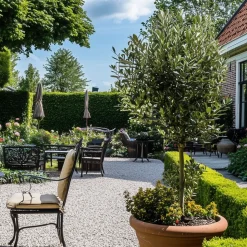 PLANT IN A BOX - Olivier - olea europaea - hauteur 155-170cm - ⌀27cm